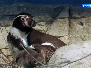 �����-������. ���� �� 20 ������� 2018 ���� (11:20)